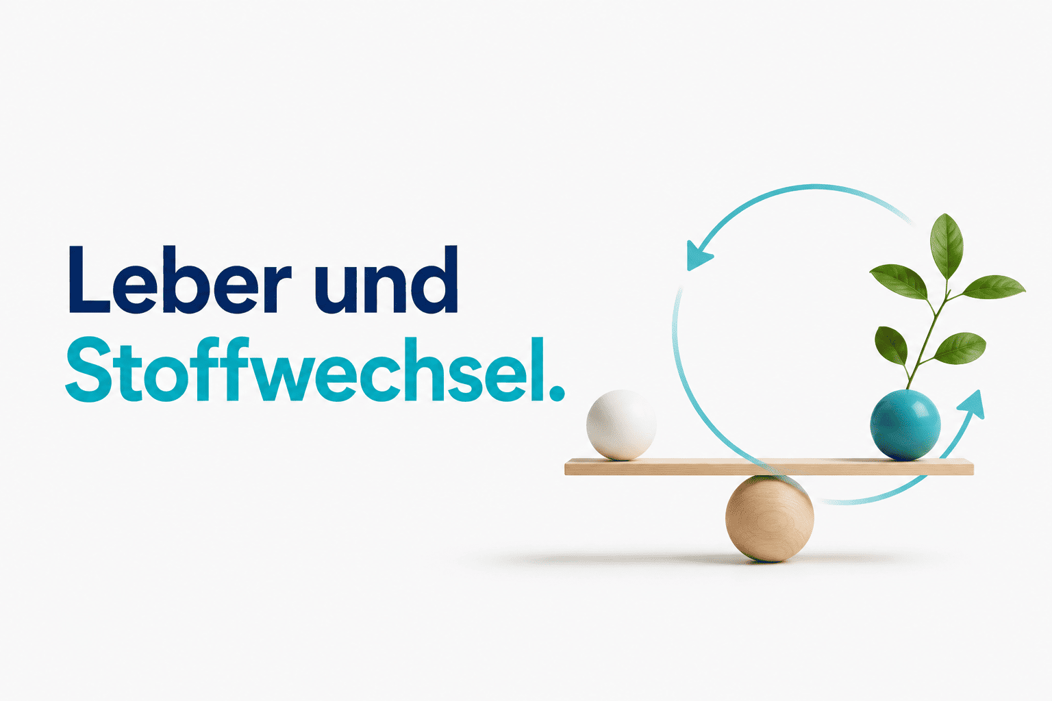 Leber und Stoffwechsel verständlich erklärt